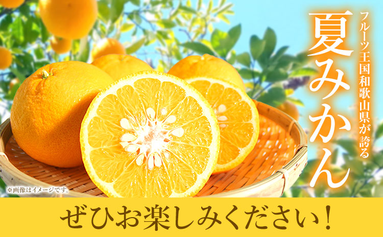 夏みかん 7.2kg 株式会社魚鶴商店《2025年4月下旬-5月中旬頃出荷》 和歌山県 日高町 みかん 夏みかん 柑橘