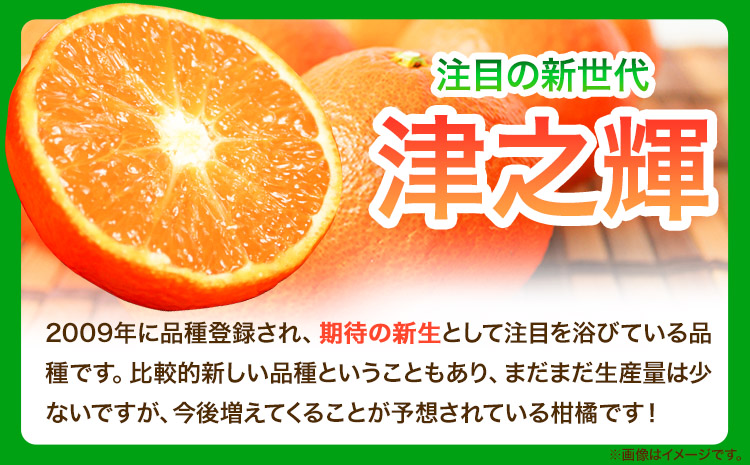 【先行予約】津之輝(つのかがやき)　約5kg  株式会社魚鶴商店《2025年2月上旬-2月末頃出荷予定》 和歌山県 日高町  柑橘 フルーツ