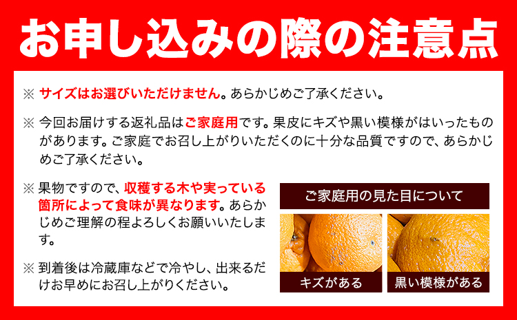 【先行予約】みかん ご 家庭用 完熟 有田みかん 約 1kg + 傷み補償 100g 有田マルシェ《11月上旬-11月下旬頃出荷》和歌山県 日高町 みかん 有田みかん 柑橘 フルーツ 完熟 訳あり みかん 蜜柑 ミカン 柑橘