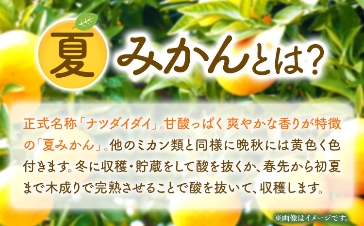 夏みかん 7.2kg 株式会社魚鶴商店《2025年4月下旬-5月中旬頃出荷》 和歌山県 日高町 みかん 夏みかん 柑橘