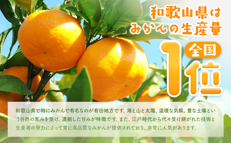 【先行予約】【秀品】有田産 極 早生 みかん 約5kg (2S～Lサイズ混合) 厳選館 《2025年10月上旬-12月中旬頃出荷》 和歌山県 日高町 みかん 柑橘 ミカン 蜜柑 フルーツ 和歌山県産 極早生