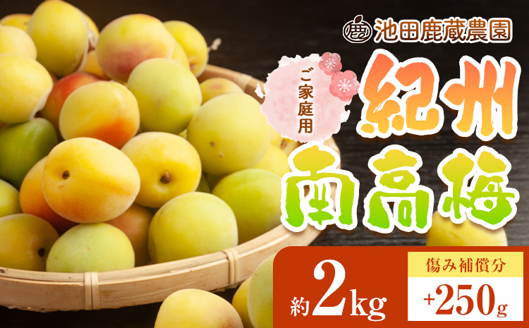 家庭用 紀州南高梅 約2kg 梅干し 梅酒 梅ジュース 池田鹿蔵農園《6月上旬-6月末頃出荷予定》和歌山県 日高町 南高梅 完熟 青梅 送料無料【配送不可地域あり】
