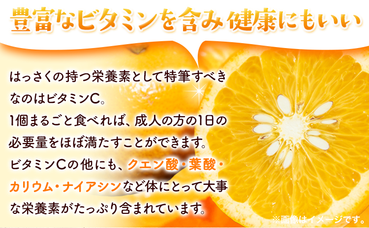 厳選 樹上完熟 はっさく 八朔 みかん 10kg＋250g 傷み補償分 池田鹿蔵農園 @日高町《2026年4月上旬-5月末頃出荷》和歌山県 日高町 送料無料 はっさくみかん ハッサク 厳選八朔みかん【配送不可地域あり】