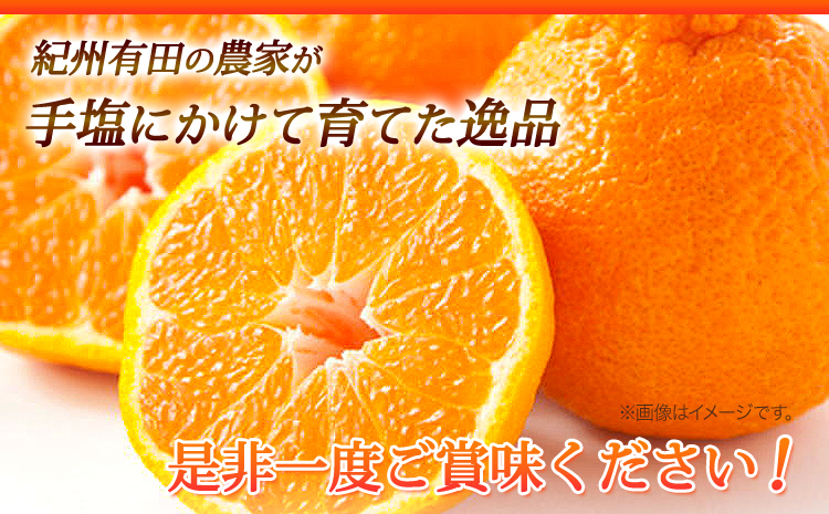 【お味濃厚】紀州有田産のデコポン約5kg(18玉〜24玉入り・青秀以上) 厳選館 《2025年1月下旬頃-4月上旬頃出荷》和歌山県 日高町