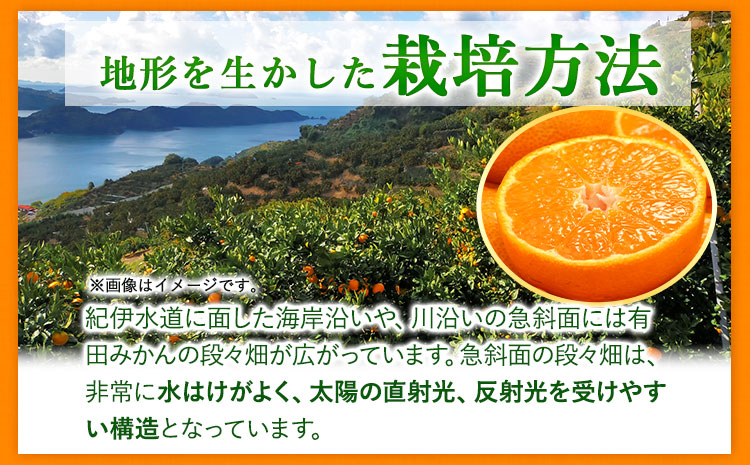 【先行予約】有田みかん 秀品 5kg(サイズおまかせ)とち亀物産 紀伊国屋文左衛門本舗《2024年10月下旬-1月中旬頃出荷予定》和歌山県 日高町 有田みかん みかん 果物 フルーツ ブランド果実