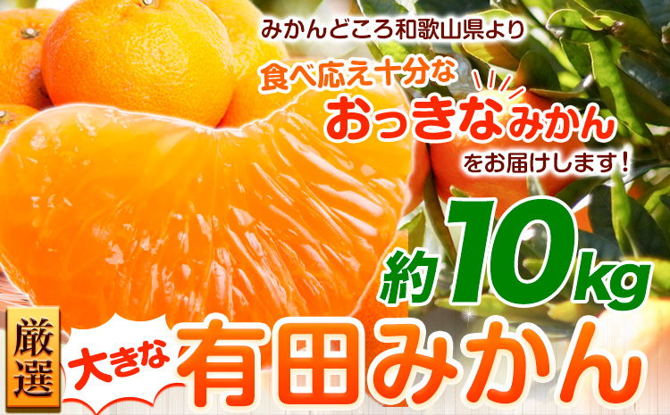 ＜先行予約＞厳選　大きな有田みかん10kg+300g（傷み補償分）【光センサー選果】池田鹿蔵農園@日高町（池田農園株式会社）《11月中旬-2月中旬頃出荷》和歌山県 日高町【配送不可地域あり】