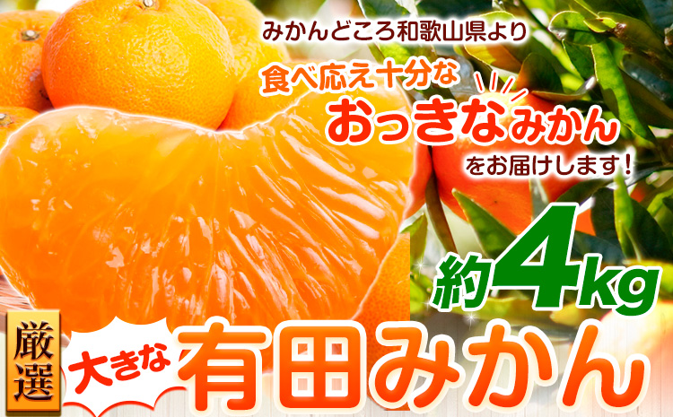 ＜先行予約＞厳選　大きな有田みかん4kg+120g（傷み補償分）【光センサー選果】 池田鹿蔵農園@日高町（池田農園株式会社）《11月中旬-2月中旬頃出荷》和歌山県 日高町【配送不可地域あり】