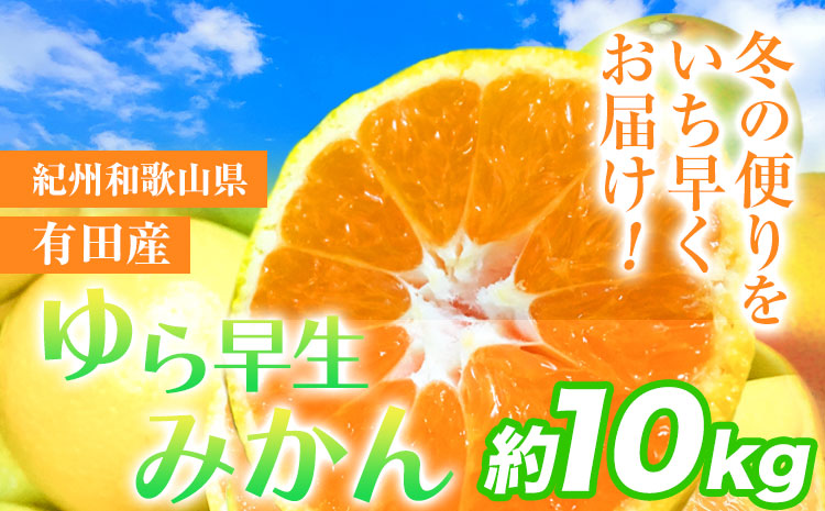 紀州和歌山有田産 ゆら早生みかん 約10kg 株式会社魚鶴商店《2025年10月上旬-11月上旬頃出荷》 和歌山県 日高町 みかん 早生 柑橘 蜜柑 ミカン