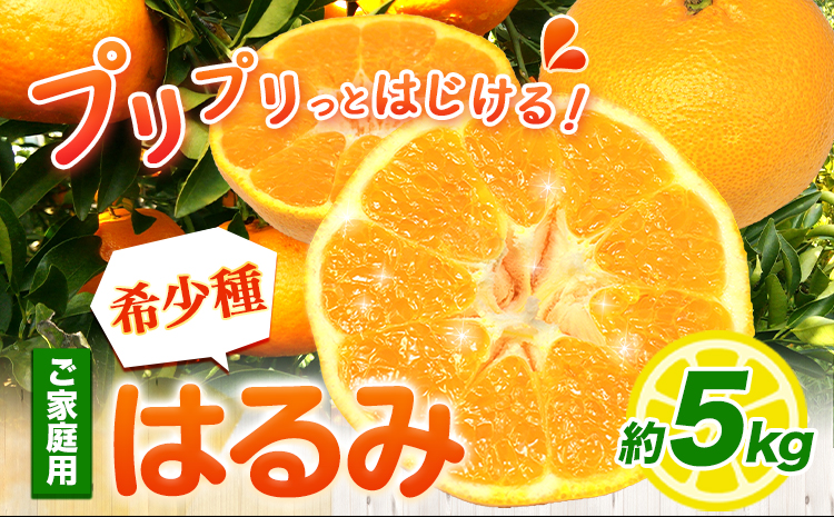 ご家庭用 はるみ 5kg +250g 傷み補償分 池田鹿蔵農園@日高町 《2月上旬-3月末頃出荷》 和歌山県 日高町 はるみ みかん 柑橘 フルーツ ご家庭用 訳あり わけあり【配送不可地域あり】