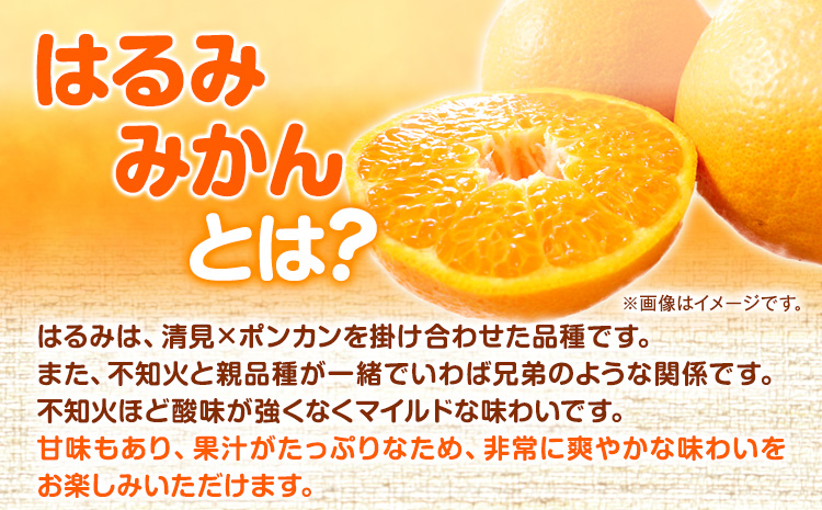 【先行予約】果肉ぷりぷり！ 完熟はるみ 約5kg 株式会社魚鶴商店 《2025年2月上旬-2月末頃出荷予定》 和歌山県 日高町 はるみ みかん ミカン 蜜柑 フルーツ 柑橘