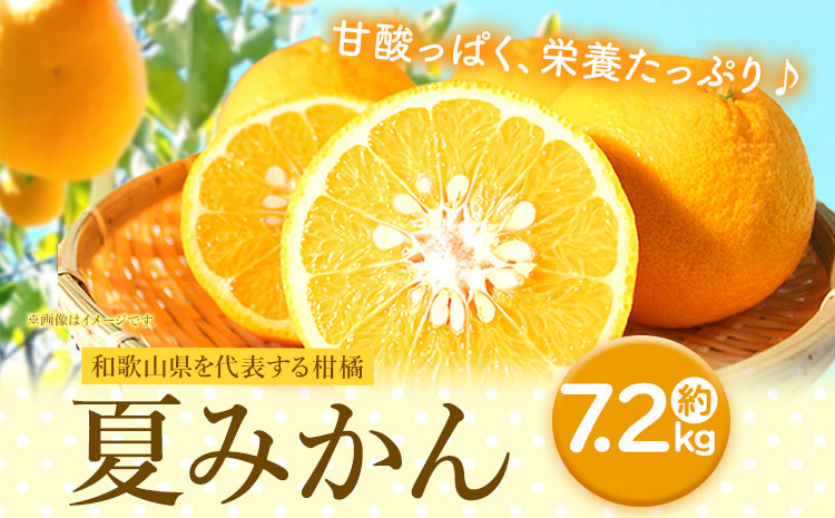 夏みかん 7.2kg 株式会社魚鶴商店《2025年4月下旬-5月中旬頃出荷》 和歌山県 日高町 みかん 夏みかん 柑橘