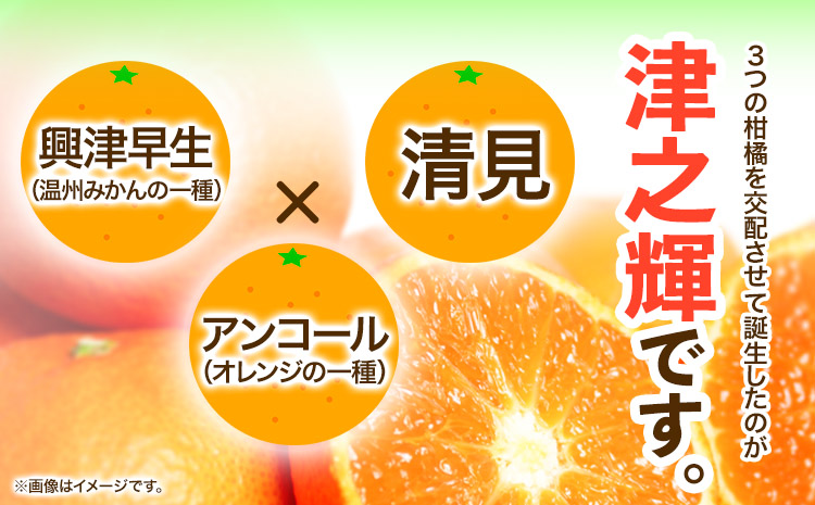 【先行予約】津之輝(つのかがやき)　約5kg  株式会社魚鶴商店《2025年2月上旬-2月末頃出荷予定》 和歌山県 日高町  柑橘 フルーツ