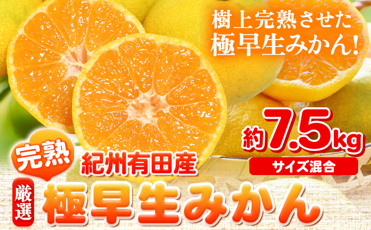 【厳選】紀州有田の完熟極早生みかん約7.5kg(2S〜2Lサイズ混合)《10月中旬-11月下旬頃出荷予定》和歌山県 日高町 フルーツ 果物 極早生