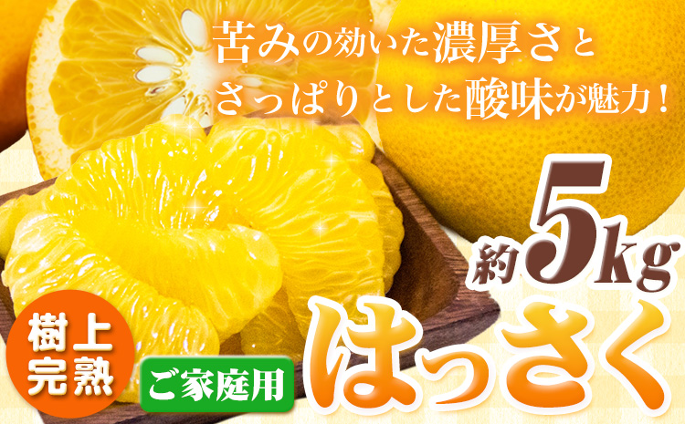 樹上完熟 ご家庭用 訳あり はっさく 八朔 みかん 5kg ＋250g (傷み補償分) 池田鹿蔵農園 @日高町《4月上旬-5月末頃出荷》和歌山県 日高町 送料無料 はっさくみかん 家庭用 光センサー選別 訳あり八朔 訳ありはっさく【配送不可地域あり】