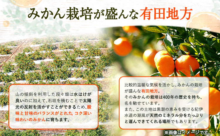 ＜先行予約＞とにかくジューシー 清見 オレンジ 5kg  株式会社魚鶴商店《2025年3月上旬-4月上旬頃出荷》和歌山県 日高町 柑橘 果物 フルーツ