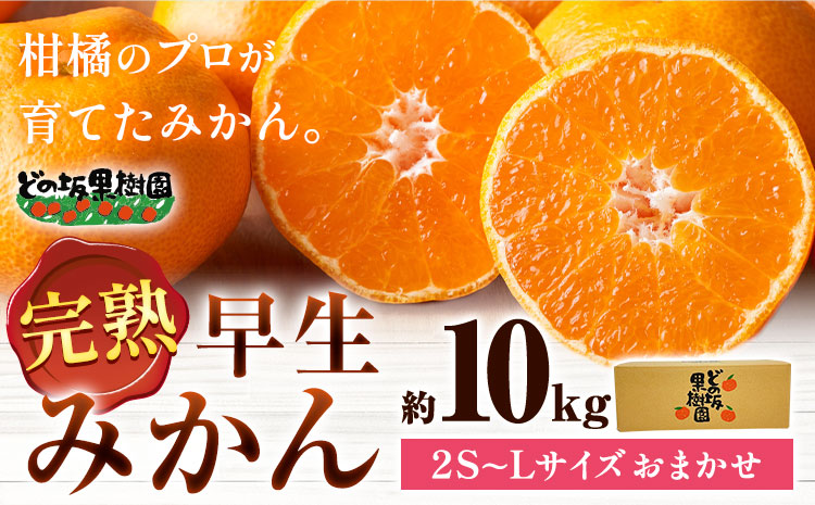 【先行予約】早生 みかん 約 10kg (2S～Lサイズ) どの坂果樹園《12月上旬-2027年2月上旬頃出荷》 和歌山県 日高町 みかん 早生 旬 柑橘 フルーツ 果物 蜜柑 ミカン