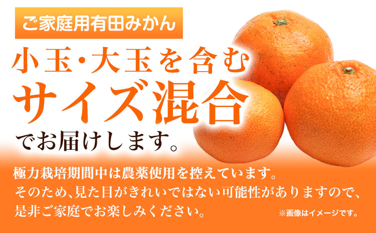 ＜先行予約＞家庭用 完熟 有田 みかん 5kg+150g（傷み補償分）【わけあり・訳あり】【光センサー選果】 池田鹿蔵農園@日高町（池田農園株式会社）《11月中旬-1月末頃出荷》和歌山県 日高町【配送不可地域あり】みかん 有田みかん