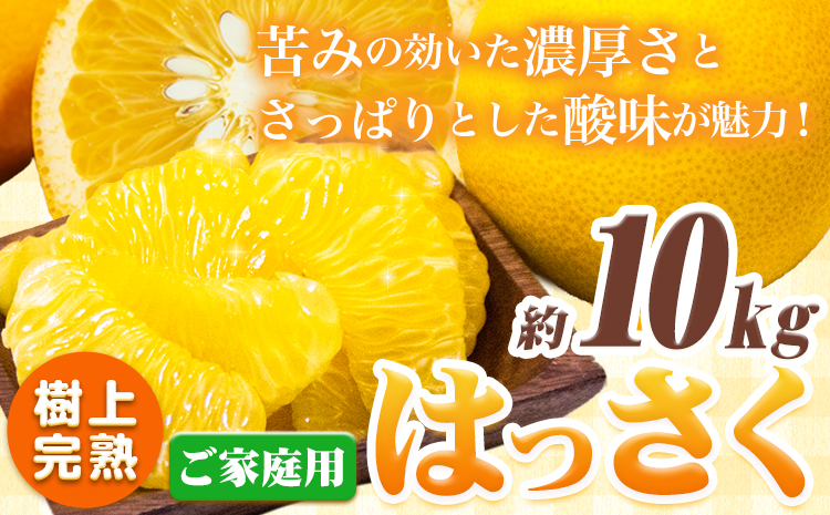 樹上完熟 ご家庭用 訳あり はっさく 八朔 みかん 10kg ＋250g (傷み補償分) 池田鹿蔵農園 @日高町《4月上旬-5月末頃出荷》和歌山県 日高町 送料無料 はっさくみかん 家庭用 光センサー選別 訳あり八朔 訳ありはっさく【配送不可地域あり】