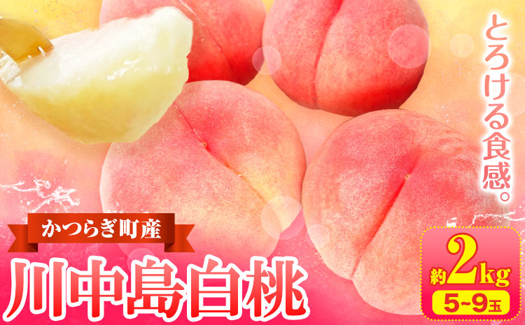 川中島白桃 かつらぎ町産 約 2kg ( 6～9玉 ） 道の駅 くしがきの里 紀農人株式会社《7月中旬-8月末頃出荷》和歌山県 日高町 果物 フルーツ 桃 もも モモ 旬