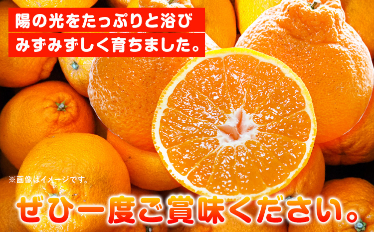 【先行予約】【ご家庭用】紀州有田産不知火(しらぬひ) 約8.5kg 株式会社魚鶴商店《2025年2月上旬-3月下旬頃出荷》 和歌山県 日高町 不知火 しらぬい 柑橘 ご家庭用