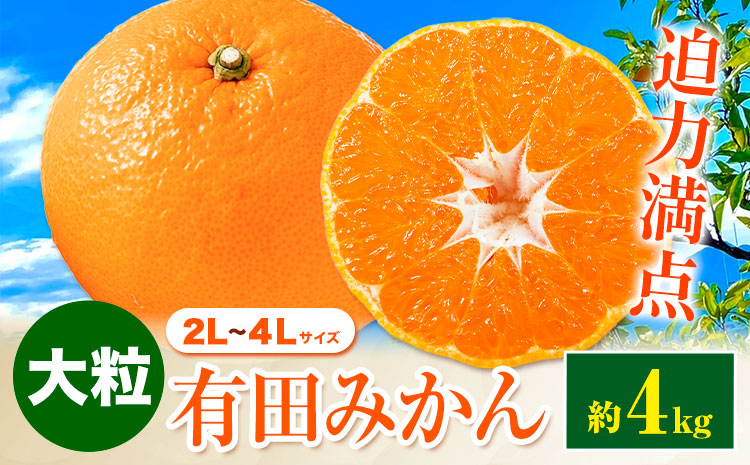 迫力満点！大粒 有田みかん 2L-4Lサイズ 約4kg 有田マルシェ《11月上旬-1月上旬頃出荷》和歌山県 日高町 みかん 大粒 有田みかん 温州みかん 柑橘 フルーツ ミカン 蜜柑
