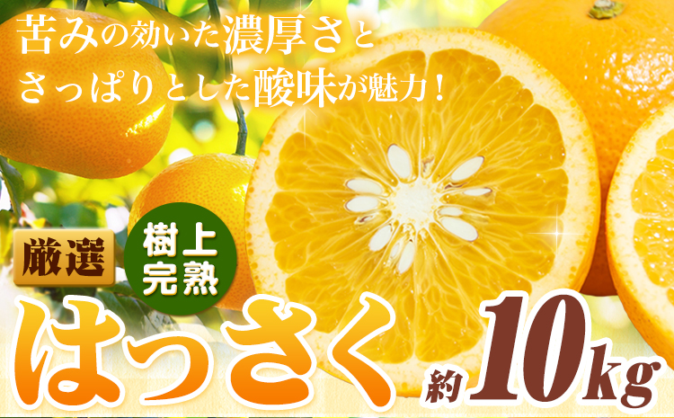 厳選 樹上完熟 はっさく 八朔 みかん 10kg＋250g 傷み補償分 池田鹿蔵農園 @日高町《2026年4月上旬-5月末頃出荷》和歌山県 日高町 送料無料 はっさくみかん ハッサク 厳選八朔みかん【配送不可地域あり】