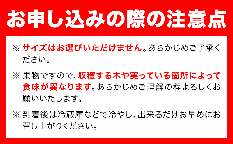 迫力満点！大粒 有田みかん 2L-4Lサイズ 約2kg 有田マルシェ《11月上旬-1月上旬頃出荷》和歌山県 日高町 みかん 大粒 有田みかん 温州みかん 柑橘 フルーツ ミカン 蜜柑