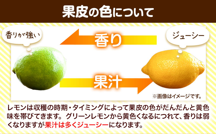 レモン 国産 レモン 3kg(L～4Lサイズ) ノーワックス 減農薬 どの坂果樹園《2024年2月上旬-6月末頃出荷》 和歌山県 日高町 レモン れもん 檸檬 旬 果物 フルーツ 柑橘 産地直送 送料無料