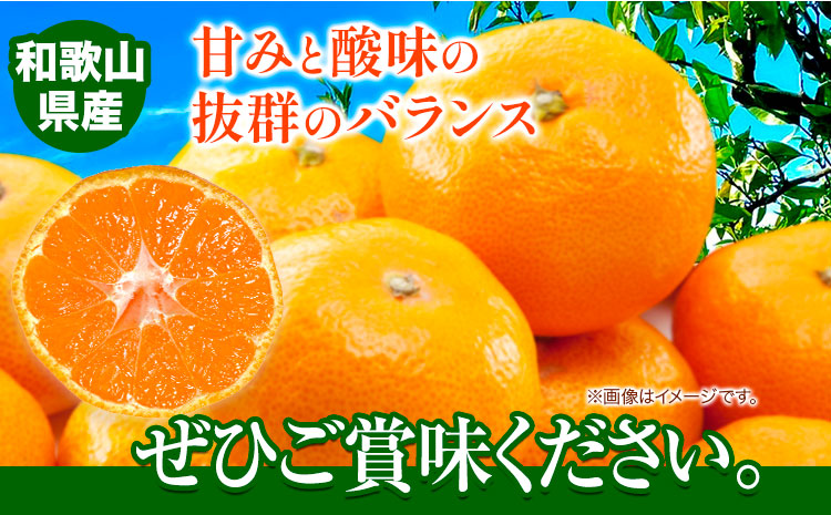 迫力満点！大粒 有田みかん 2L-4Lサイズ 約2kg 有田マルシェ《11月上旬-1月上旬頃出荷》和歌山県 日高町 みかん 大粒 有田みかん 温州みかん 柑橘 フルーツ ミカン 蜜柑