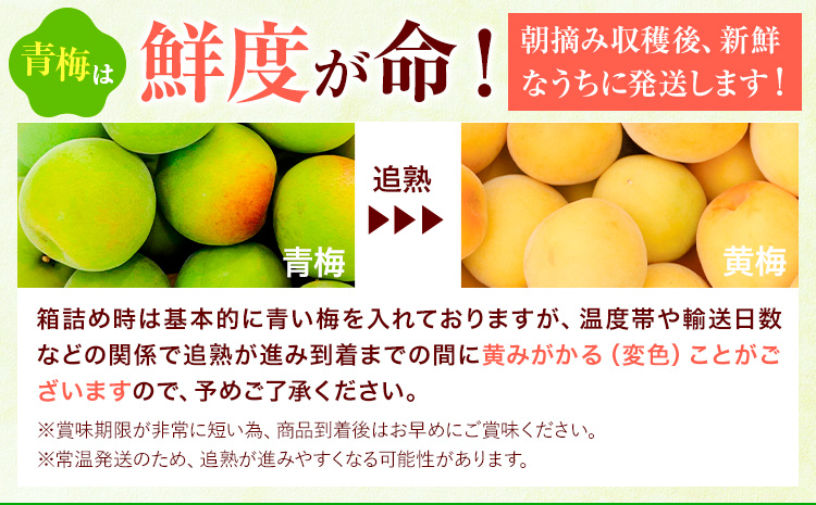 厳選 紀州南高梅 約1kg 傷み補償 梅干し 梅酒 梅ジュース 池田鹿蔵農園《6月上旬-6月末頃出荷予定》和歌山県 日高町 南高梅 完熟 青梅 送料無料【配送不可地域あり】
