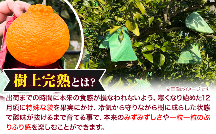 【先行予約】秀品 大玉 不知火 約 2kg 6玉 道の駅 くしがきの里《2027年2月末-3月末頃出荷》 和歌山県 日高町 果物 フルーツ 柑橘 蜜柑 柑橘類 旬 しらぬいst-p