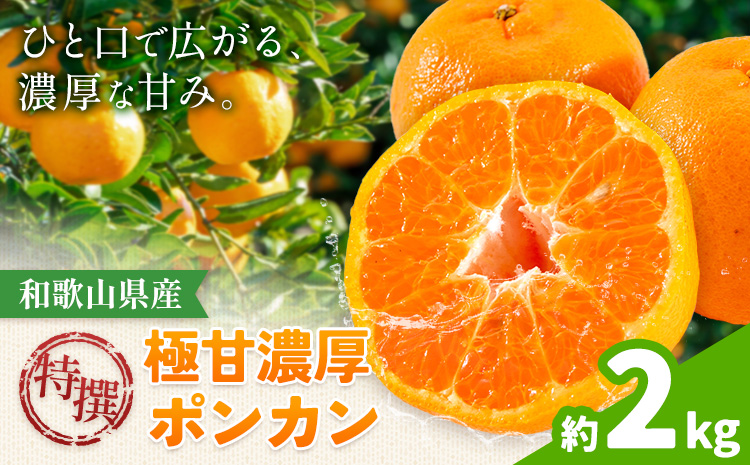特撰 極甘 和歌山県産 濃厚 ポンカン 約2kg 有田マルシェ《1月中旬-2月下旬頃発送予定》和歌山県 日高町 国産 ぽんかん 柑橘 果物 フルーツ ギフト 送料無料