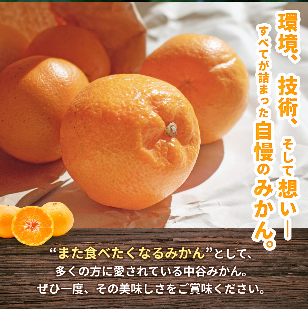 はるみ みかん 約5kg S～4Lサイズ混合 ※2026年2月上旬～順次発送農家直送 / 晩柑 くだもの 果実 柑橘 果物 フルーツ 国産 和歌山 由良 人気 おすすめ【nktn012】 