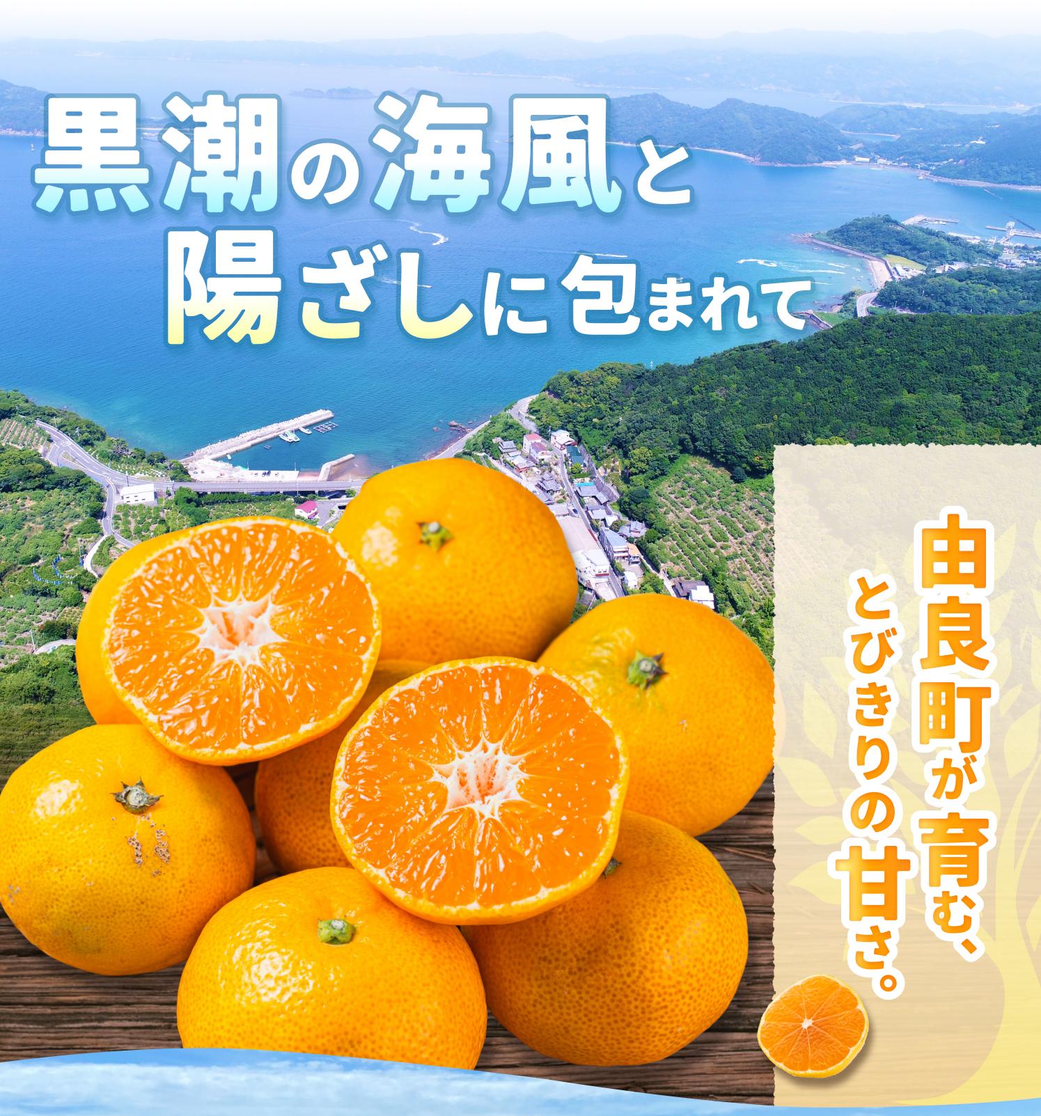 温州みかん 10kg 2S〜2Lサイズ混合 12月発送 / 温州 ミカン 農家直送　完熟 密柑 くだもの  果実  柑橘 果物 フルーツ 和歌山県 由良町 人気 おすすめ 産地直送 ※2026年12月上旬頃～12月下旬頃に順次発送予定【nktn004-r-10-dec】