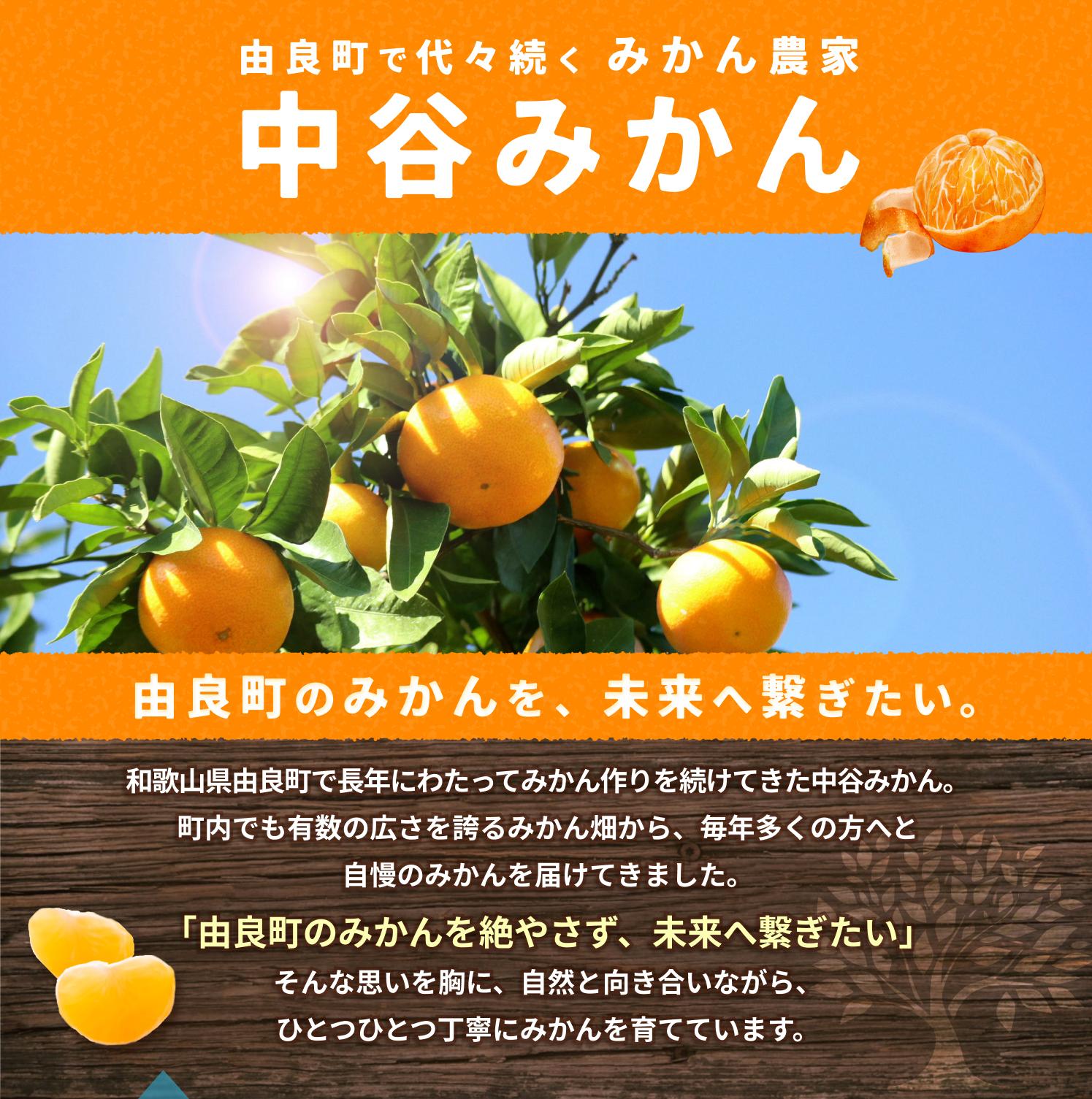 温州みかん 5kg 2S〜2Lサイズ混合 12月発送 / 温州 ミカン 農家直送　完熟 密柑 くだもの  果実  柑橘 果物 フルーツ 和歌山県 由良町 人気 おすすめ 産地直送 ※2026年12月上旬頃～12月下旬頃に順次発送予定【nktn004-r-5-dec】