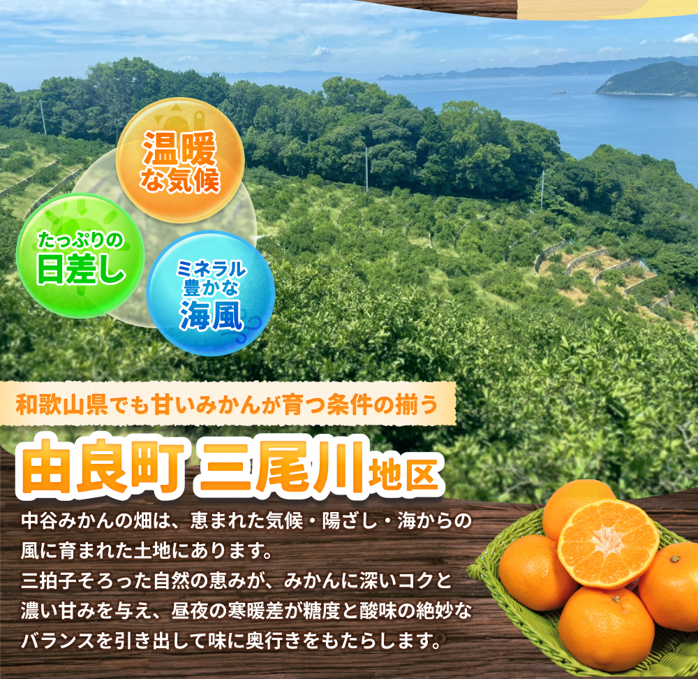 はるみ みかん 約5kg S～4Lサイズ混合 ※2026年2月上旬～順次発送農家直送 / 晩柑 くだもの 果実 柑橘 果物 フルーツ 国産 和歌山 由良 人気 おすすめ【nktn012】 