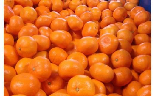 早期先行予約！ こだわりの有田みかん 約8kg＋250g(傷み補償分) 【ご家庭用】【12月発送】 光センサー選別品 農家直送品 ※北海道・沖縄・離島配送不可 / みかん 有田みかん 温州みかん 柑橘 果物 くだもの フルーツ 有田 和歌山 和歌山県産 産地直送 【nuk100-12】 