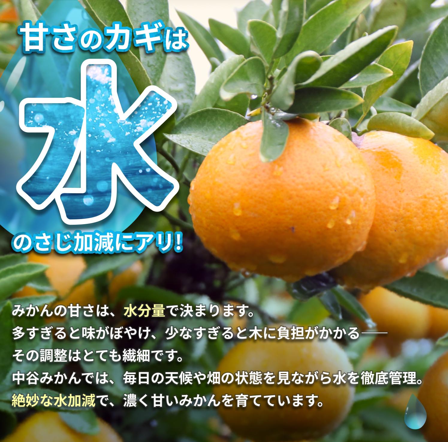 温州みかん 5kg 2S〜2Lサイズ混合 ※2026年1月上旬〜順次発送 / 温州 ミカン 農家直送　完熟 密柑 くだもの  果実  柑橘 果物 フルーツ 和歌山県 由良町 人気 おすすめ 産地直送【nktn009-1】