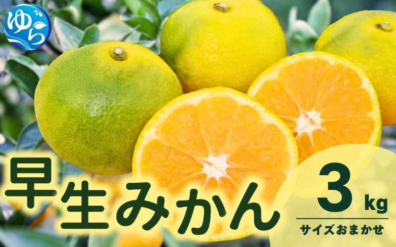由良 早生 みかん (サイズおまかせ) 3kg ※2026年11月上旬～12月上旬に順次発送予定※北海道・沖縄・離島配送不可 / 温州みかん 甘い 柑橘 果物 和歌山 【eiw003-r-3】