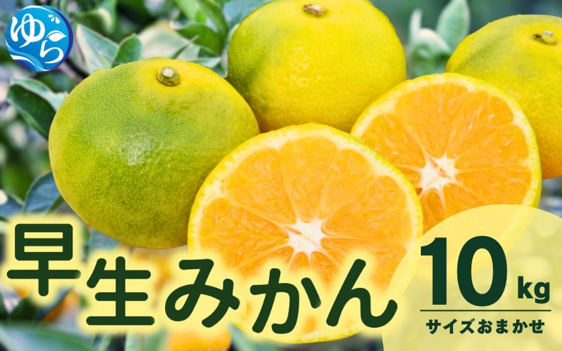 由良 早生 みかん (サイズおまかせ) 10kg ※2026年11月上旬～12月上旬に順次発送予定※北海道・沖縄・離島配送不可 / 温州みかん 甘い 柑橘 果物 和歌山 【eiw003-r-10】