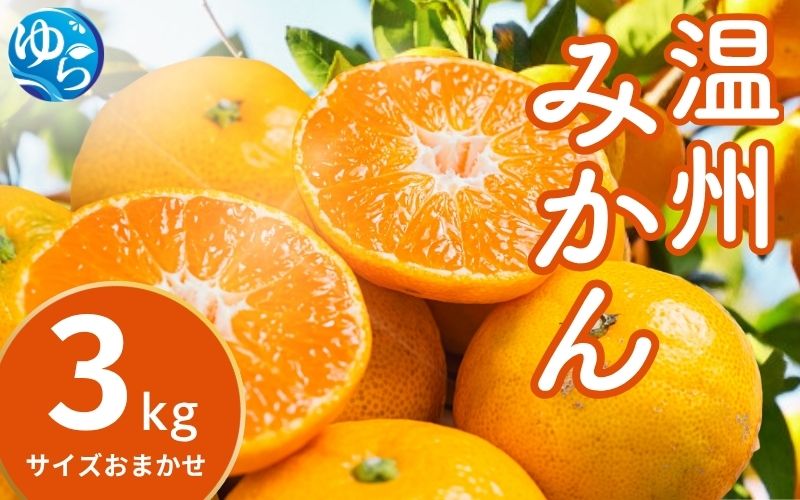 温州みかん 3kg (サイズおまかせ) ※2026年12月中旬～2027年1月下旬に順次発送予定 ※北海道・沖縄・離島配送不可 / ミカン 蜜柑 フルーツ 果物 柑橘 果実 由良町 国産 産地直送 和歌山県 【eiw004-r-3】