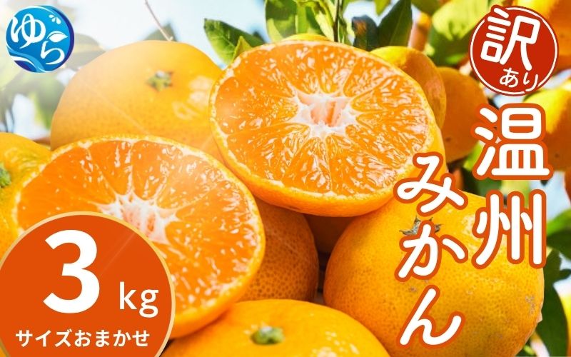 訳あり 温州みかん 3kg (サイズおまかせ) ※2026年12月中旬～2027年1月下旬に順次発送予定 ※北海道・沖縄・離島配送不可 / ミカン 蜜柑 フルーツ 果物 柑橘 果実 由良町 家庭用 国産 産地直送 和歌山県【eiw004-c-3】