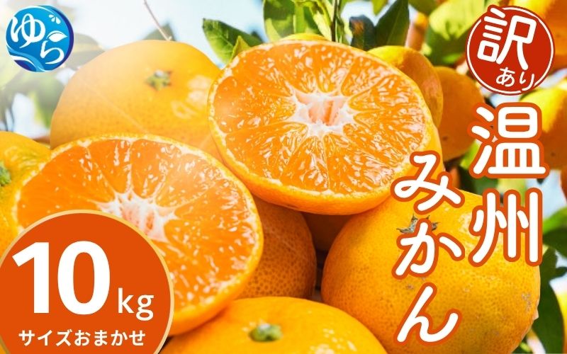 訳あり 温州みかん 10kg (サイズおまかせ) ※2026年12月中旬～2027年1月下旬に順次発送予定 ※北海道・沖縄・離島配送不可 / ミカン 蜜柑 フルーツ 果物 柑橘 果実 由良町 家庭用 国産 産地直送 和歌山県【eiw004-c-10】