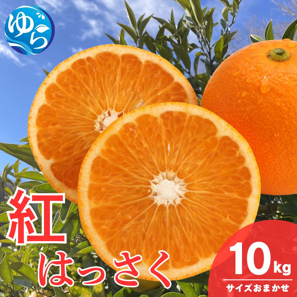 和歌山県産 紅 はっさく 10kg  サイズおまかせ / 八朔 ハッサク 柑橘 果物 和歌山 ※2027年2月中旬～3月中旬に順次発送予定 ※北海道・沖縄・離島配送不可 【eiw021-beni-10】