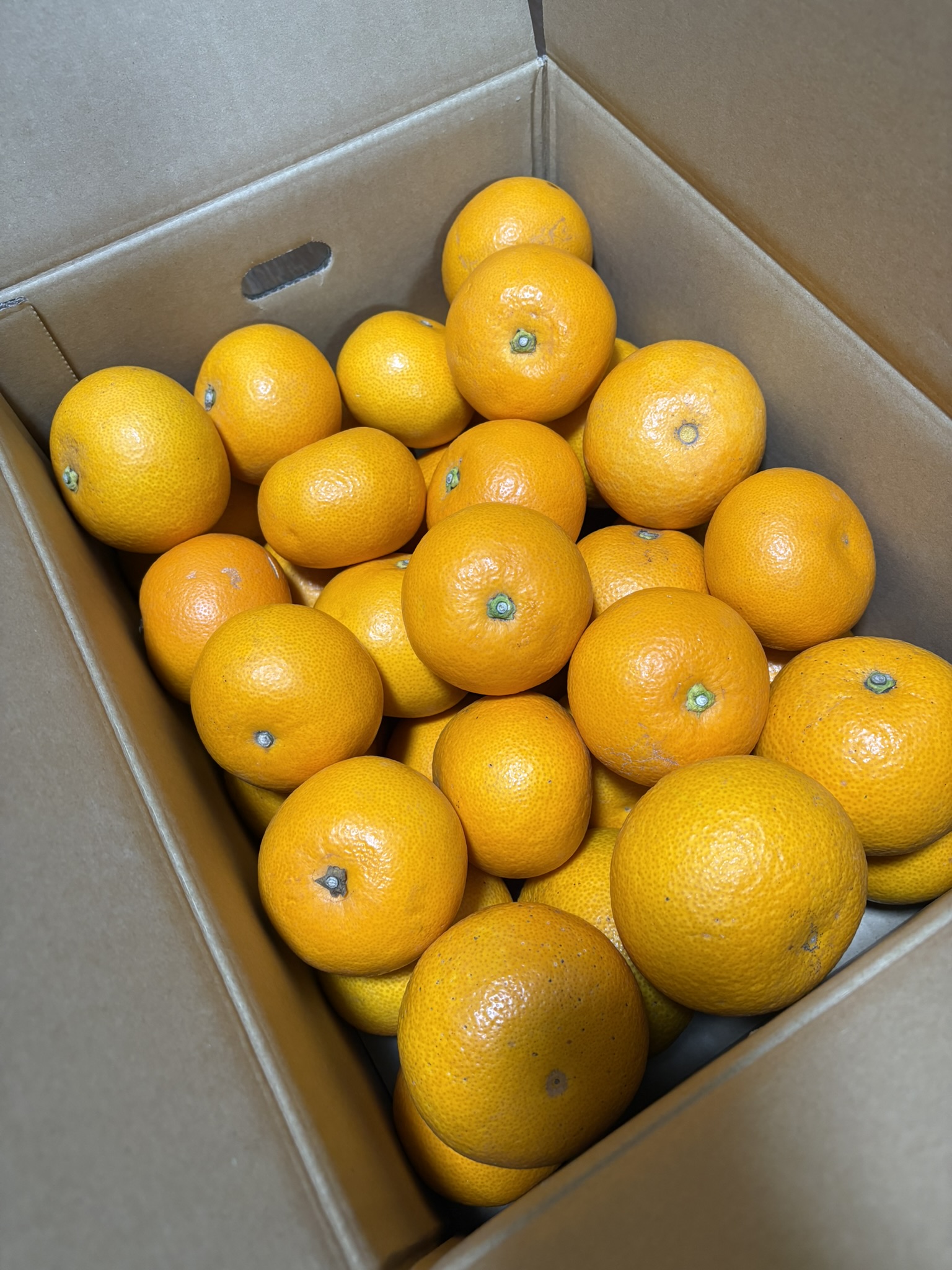 和歌山県産 はっさく 10kg  サイズおまかせ / 八朔 ハッサク 柑橘 果物 和歌山 ※2027年2月中旬～3月中旬に順次発送予定 ※北海道・沖縄・離島配送不可 【eiw021-r-10】