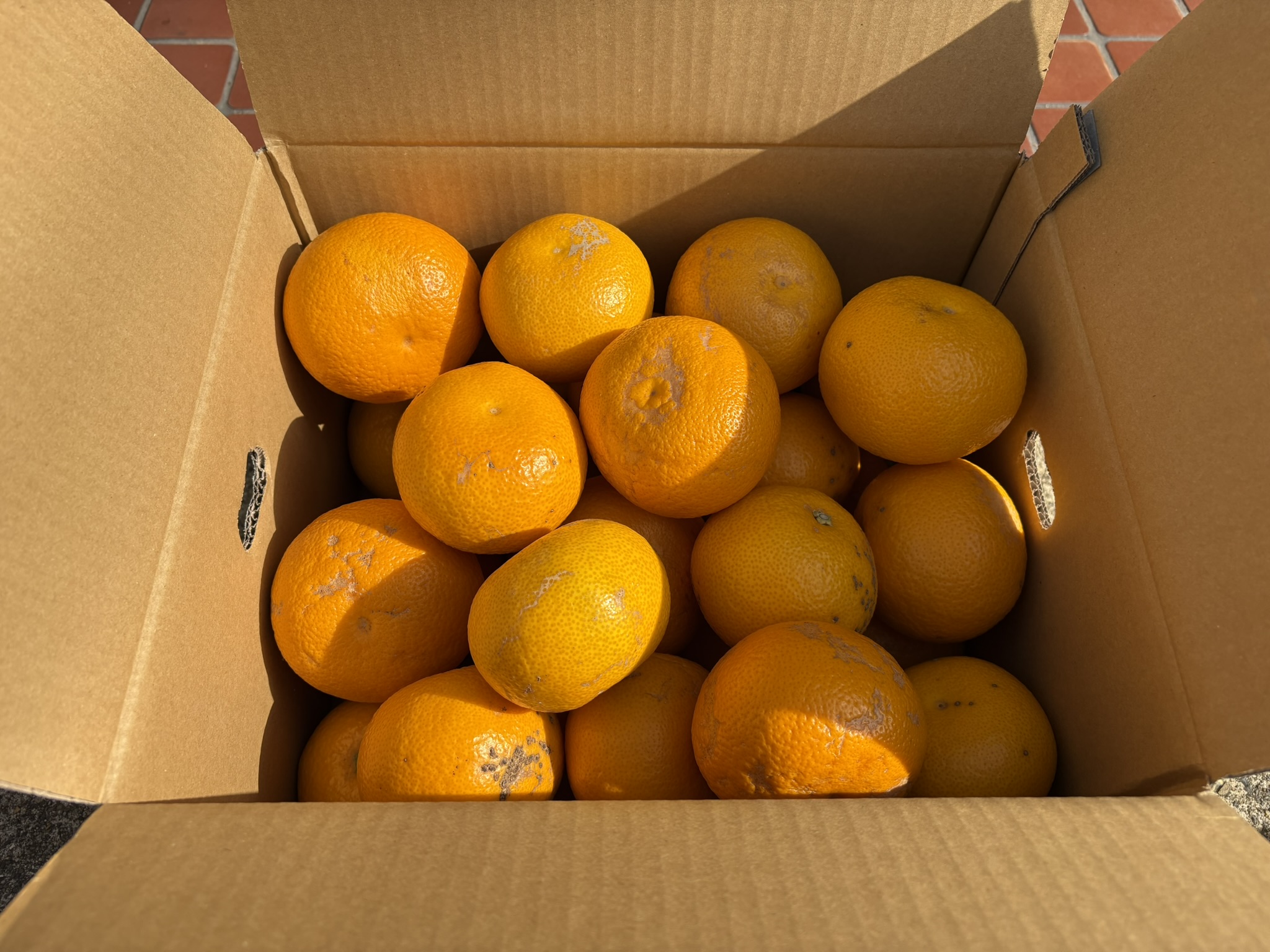 和歌山県産 はっさく 訳あり 10kg  サイズおまかせ / 八朔 ハッサク 柑橘 果物 和歌山 ※2027年2月中旬～3月中旬に順次発送予定 ※北海道・沖縄・離島配送不可 【eiw021-c-10】