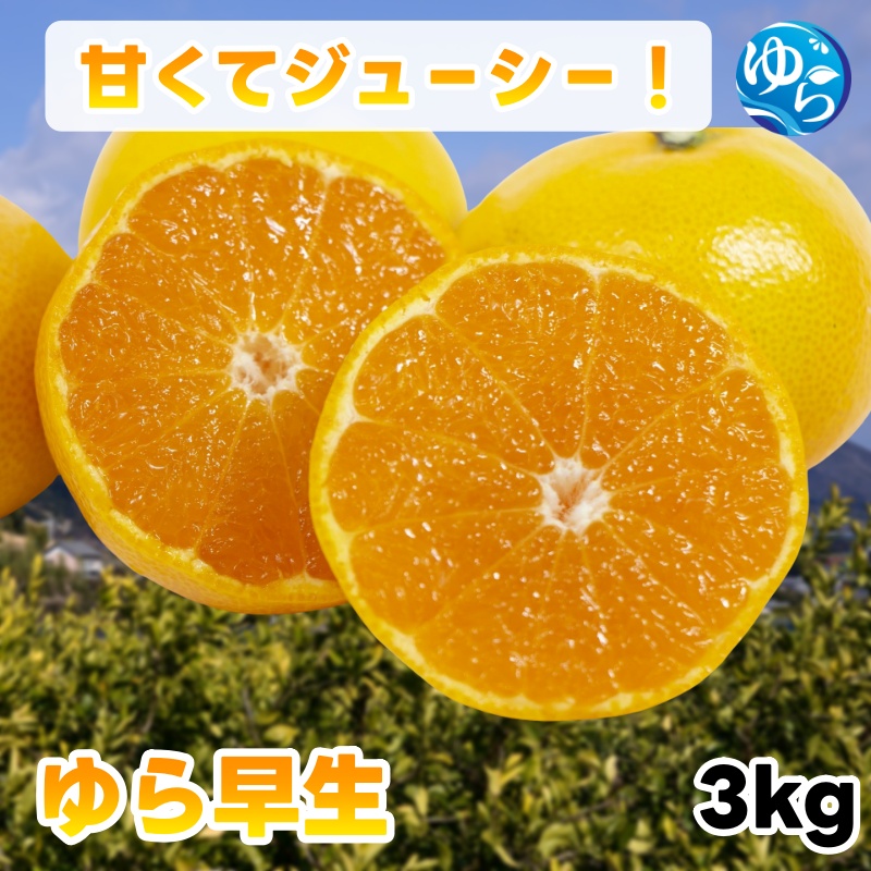 ゆら 早生 みかん  秀品 3kg 由良みかん / 温州みかん 和歌山 甘い 家庭用 ※2027年10月上旬～10月下旬に順次発送予定/ 柑橘 ミカン 蜜柑 甘い 由良町 フルーツ 果物 くだもの 食品 人気 おすすめ 産地直送 由良町【ktym003-p-3】