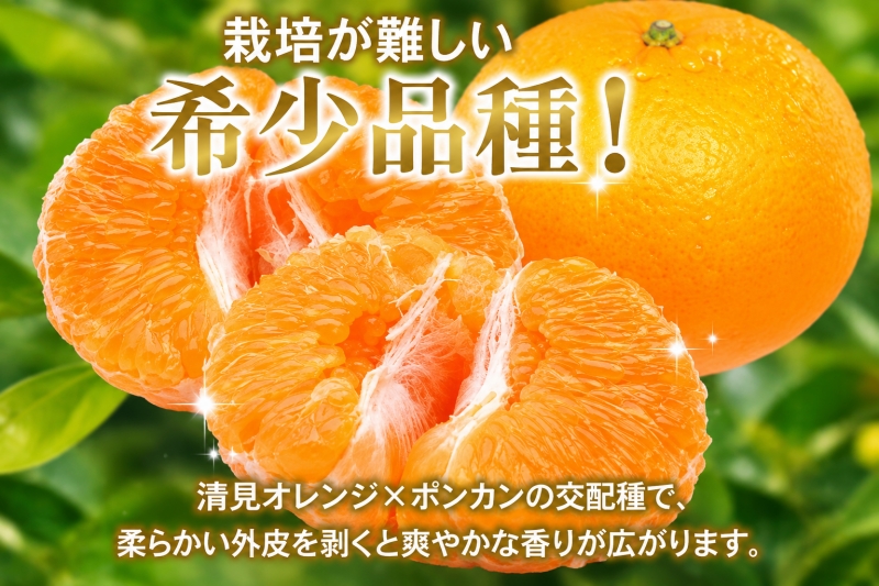 【先行予約】 家庭用 はるみ 訳あり 2.5kg+250g（傷み補償分）/ 春 みかん 光センサー選別 ※2027年2月上旬〜3月下旬ごろに順次発送予定 ※北海道・沖縄・離島への配送不可  【ikd013-c-2d5B】
