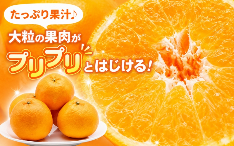【先行予約】 家庭用 はるみ 訳あり 2.5kg+250g（傷み補償分）/ 春 みかん 光センサー選別 ※2027年2月上旬〜3月下旬ごろに順次発送予定 ※北海道・沖縄・離島への配送不可  【ikd013-c-2d5B】