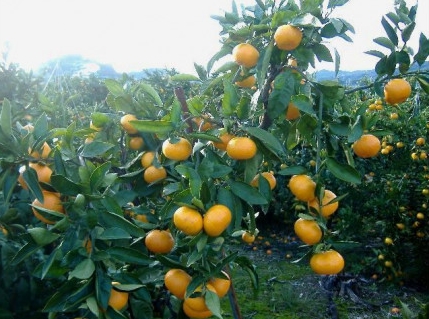 由良みかん 秀品 5kg サイズおまかせ(Ｌ・М・Ｓ) / 和歌山 みかん 柑橘 高級 甘い オレンジ 由良 完熟 ※2026年11月下旬～2027年1月上旬頃に順次発送予定【ssml004-yura-r-5ml137】